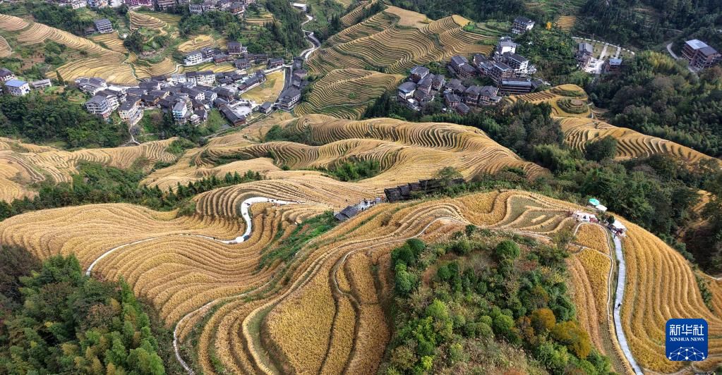 龙脊梯田 水稻丰收
