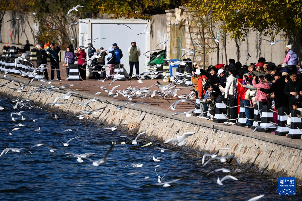 海鸥舞动老码头