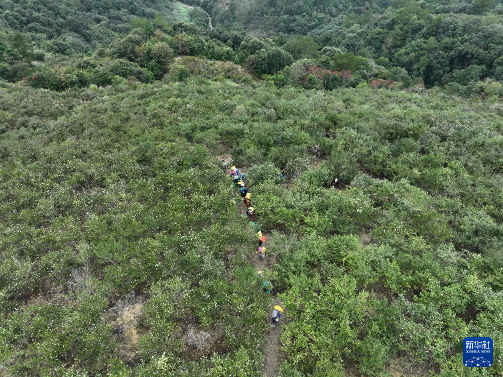 福建永泰：油茶果飘香采收忙