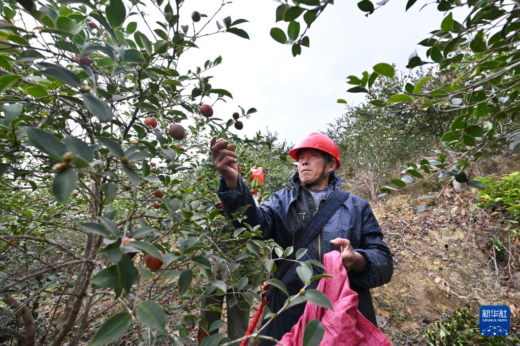 福建永泰：油茶果飘香采收忙