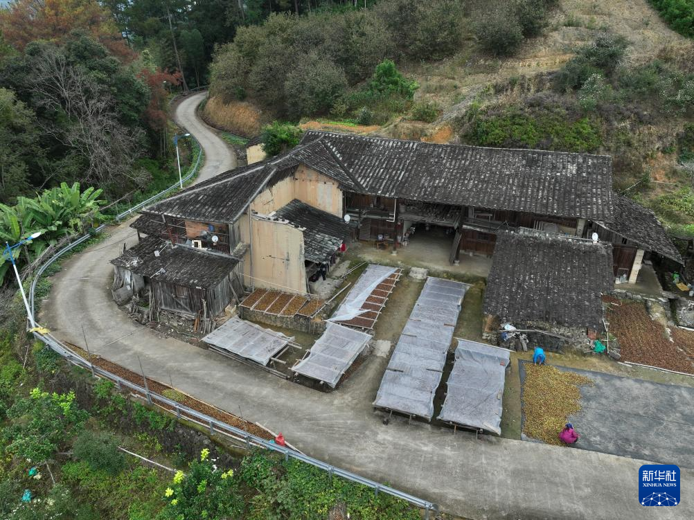 福建永泰：油茶果飘香采收忙