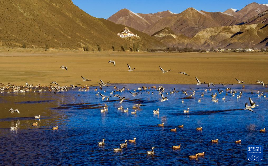 西藏林周迎来大批越冬候鸟