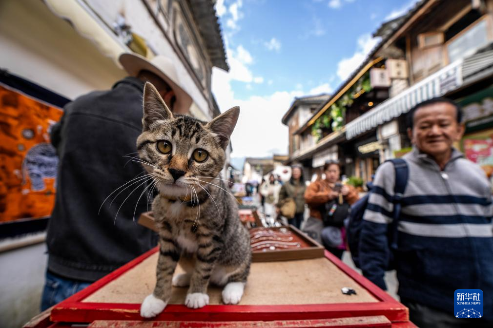 喜洲古镇迎客来