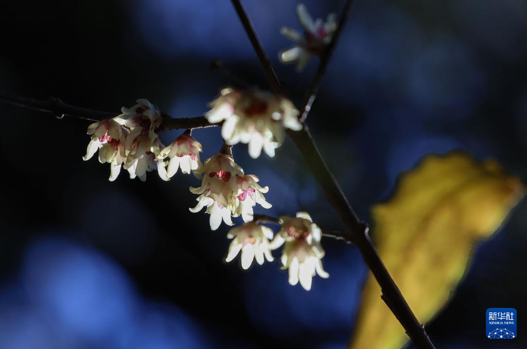京西卧佛寺：腊梅凌寒开