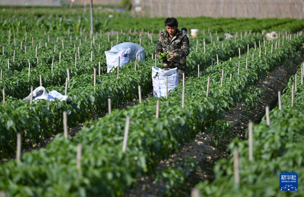 海南冬季瓜菜陆续上市