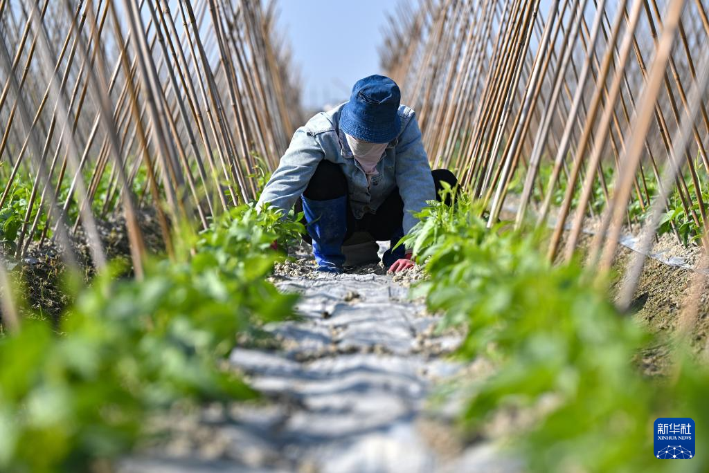 海南冬季瓜菜陆续上市