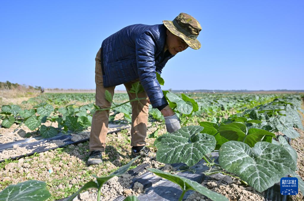 海南冬季瓜菜陆续上市