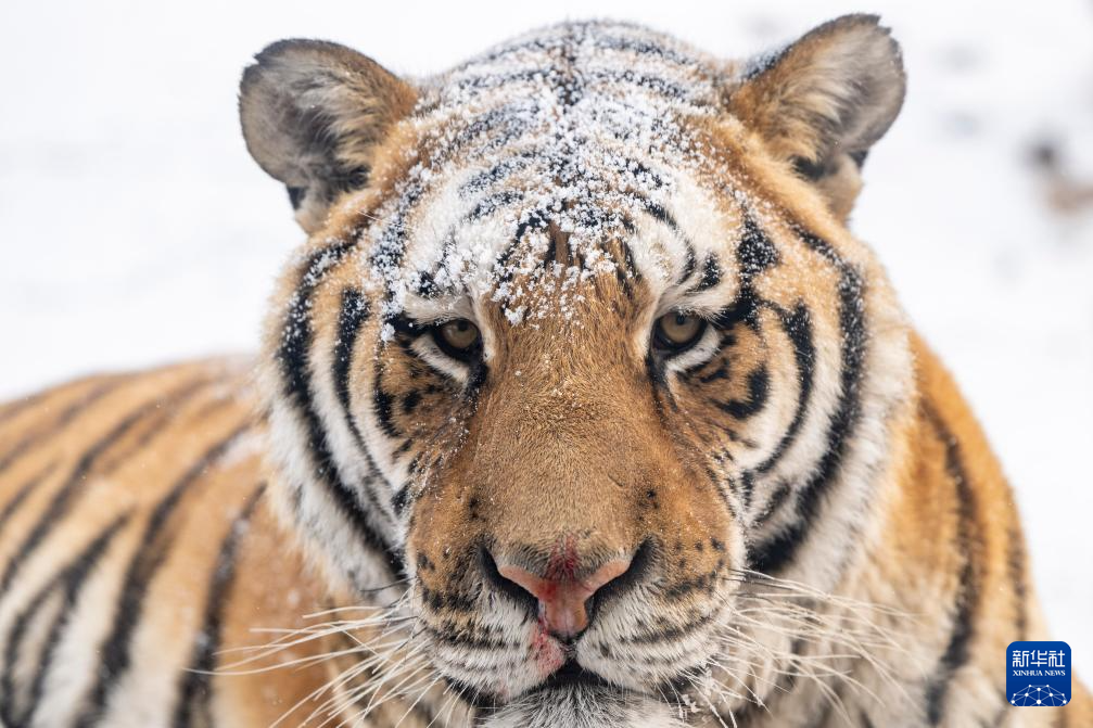 雪后探访东北虎