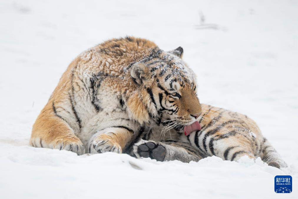 雪后探访东北虎