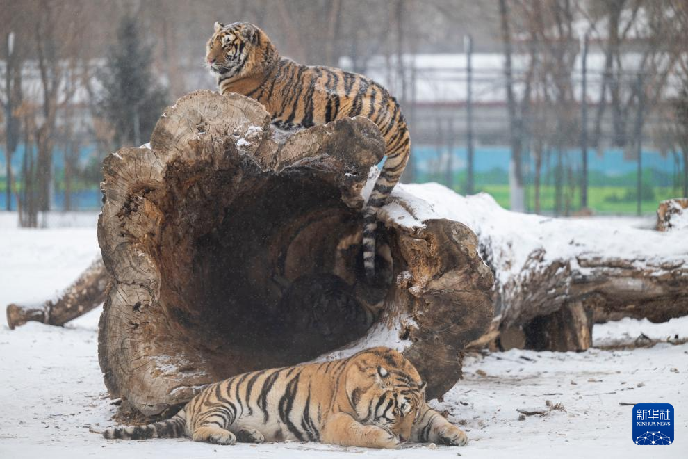 雪后探访东北虎