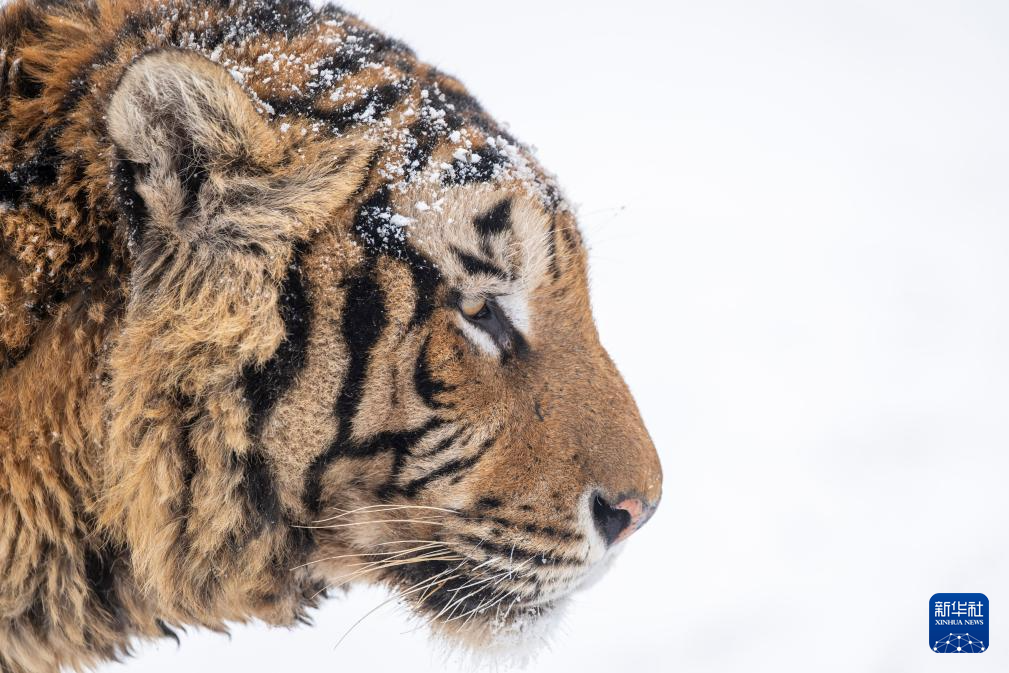 雪后探访东北虎