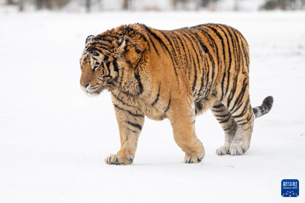 雪后探访东北虎