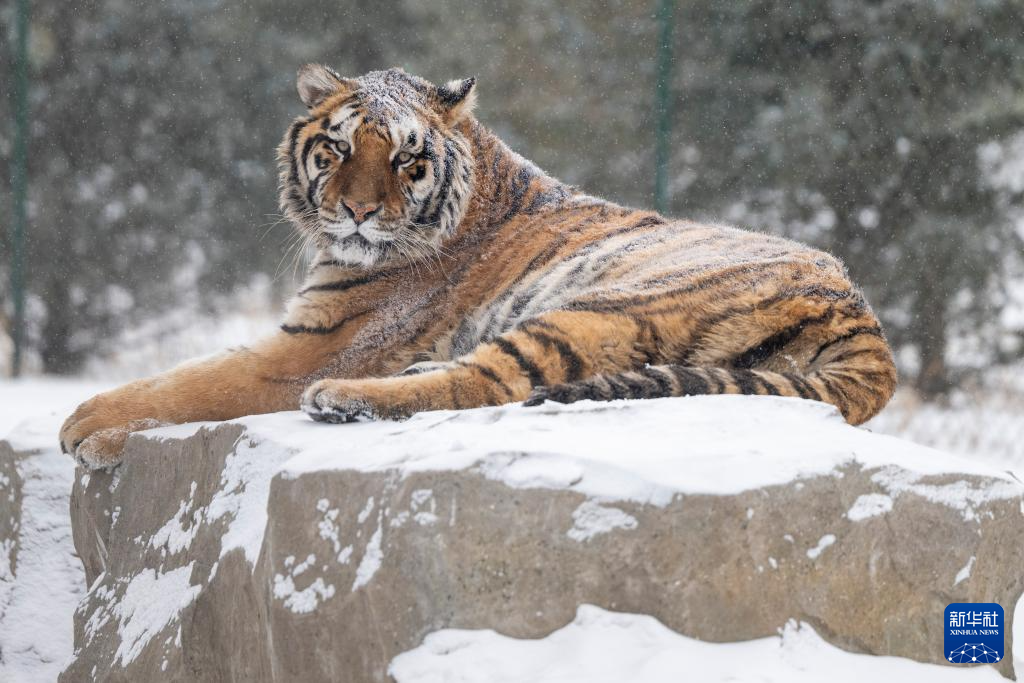 雪后探访东北虎