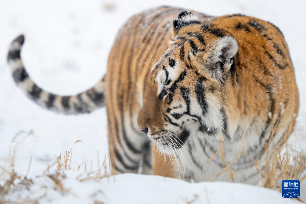 雪后探访东北虎