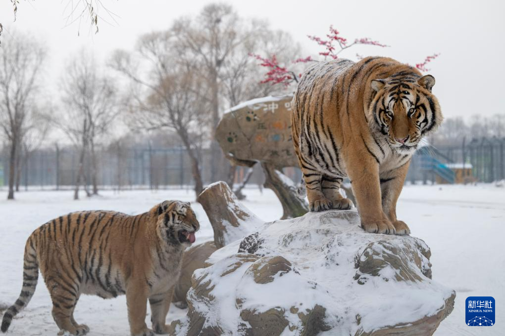 雪后探访东北虎