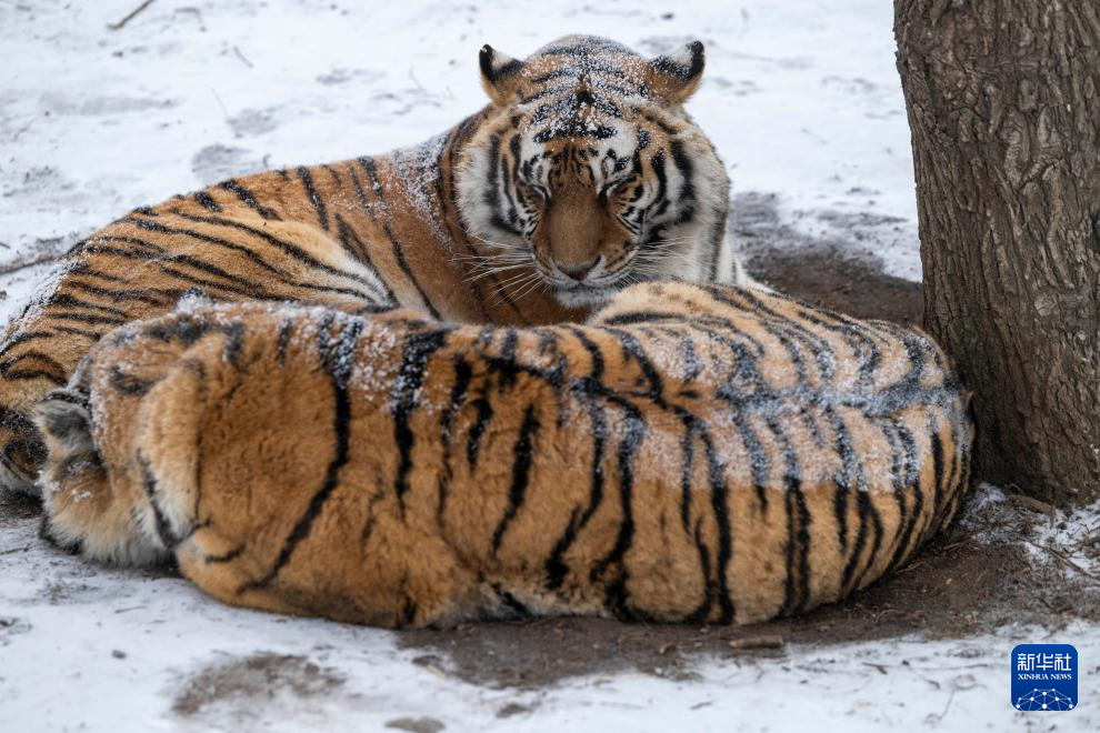 雪后探访东北虎