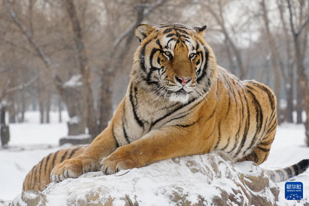 雪后探访东北虎