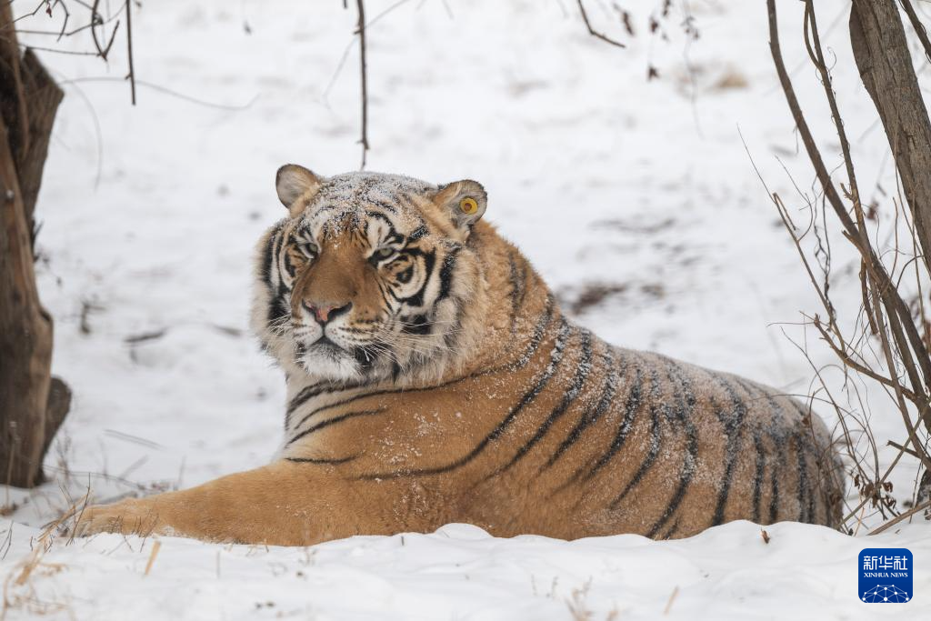 雪后探访东北虎