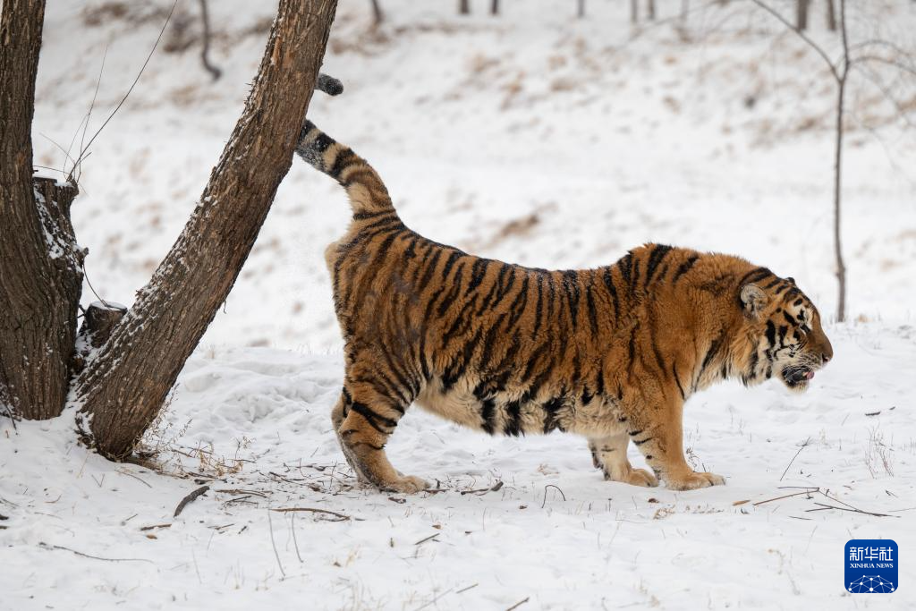 雪后探访东北虎
