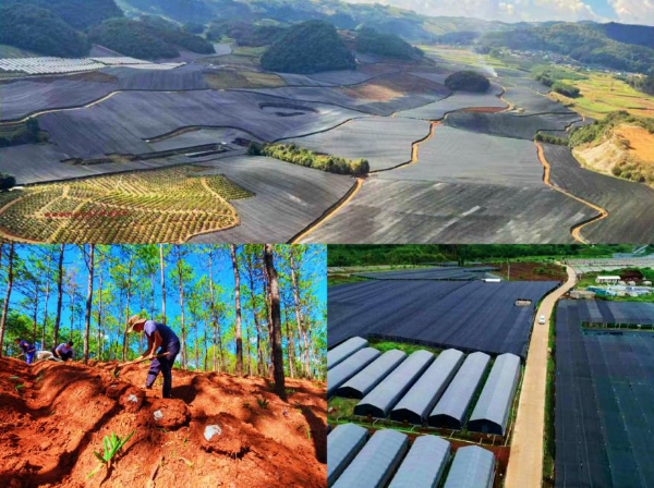 深化药械改革 各地在行动丨“云药”何以持久飘香——云南中医药产业高质量发展观察