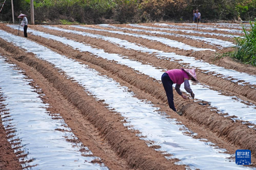 人勤春来早 农忙正当时