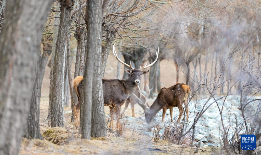 西藏山南:白唇鹿漫步山林