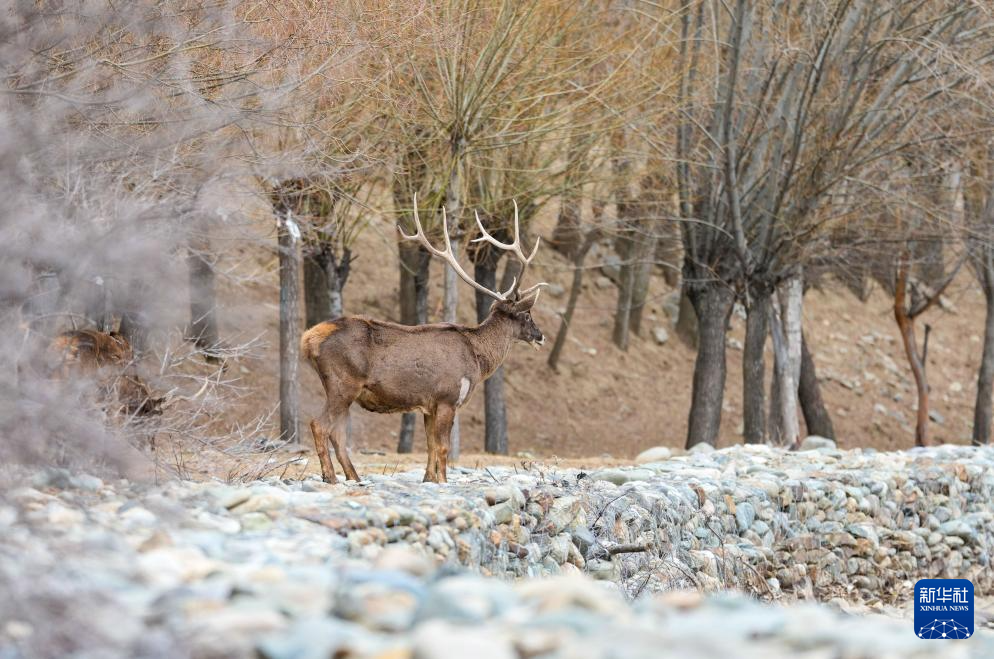 西藏山南:白唇鹿漫步山林