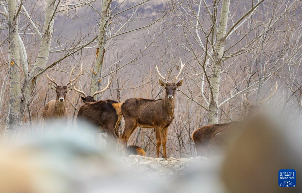 西藏山南:白唇鹿漫步山林