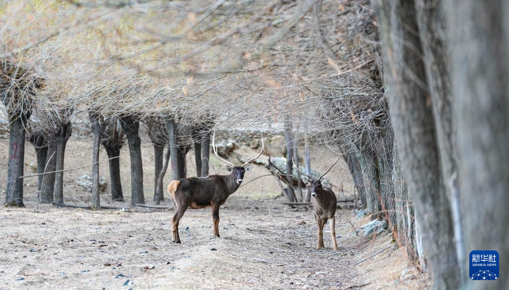 西藏山南:白唇鹿漫步山林