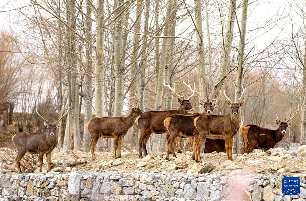 西藏山南:白唇鹿漫步山林