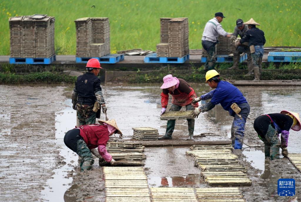 沃野田畴育秧忙