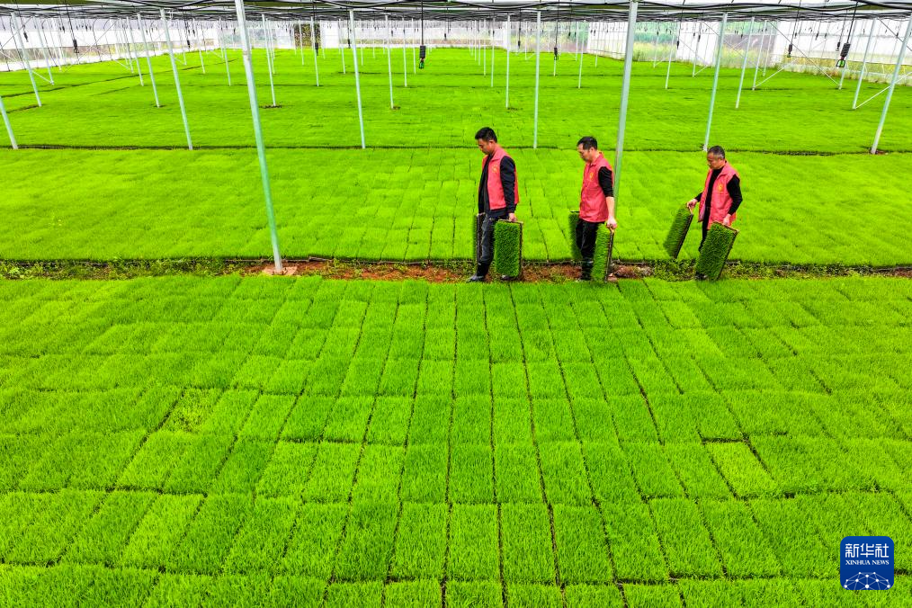 沃野田畴育秧忙