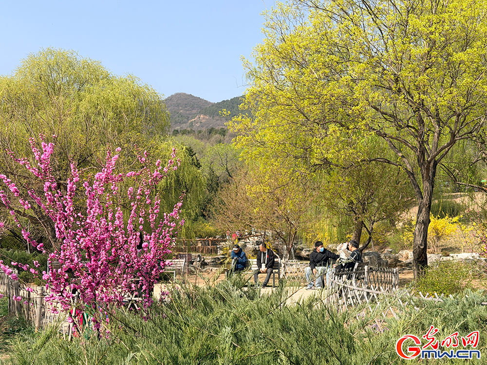【网络中国节】清明时节 踏青赏花正当时