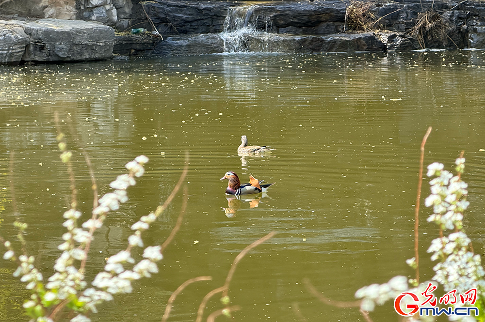 【网络中国节】清明时节 踏青赏花正当时