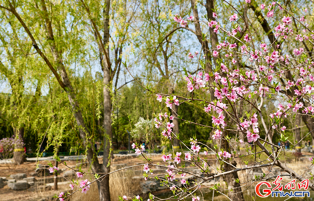 【网络中国节】清明时节 踏青赏花正当时