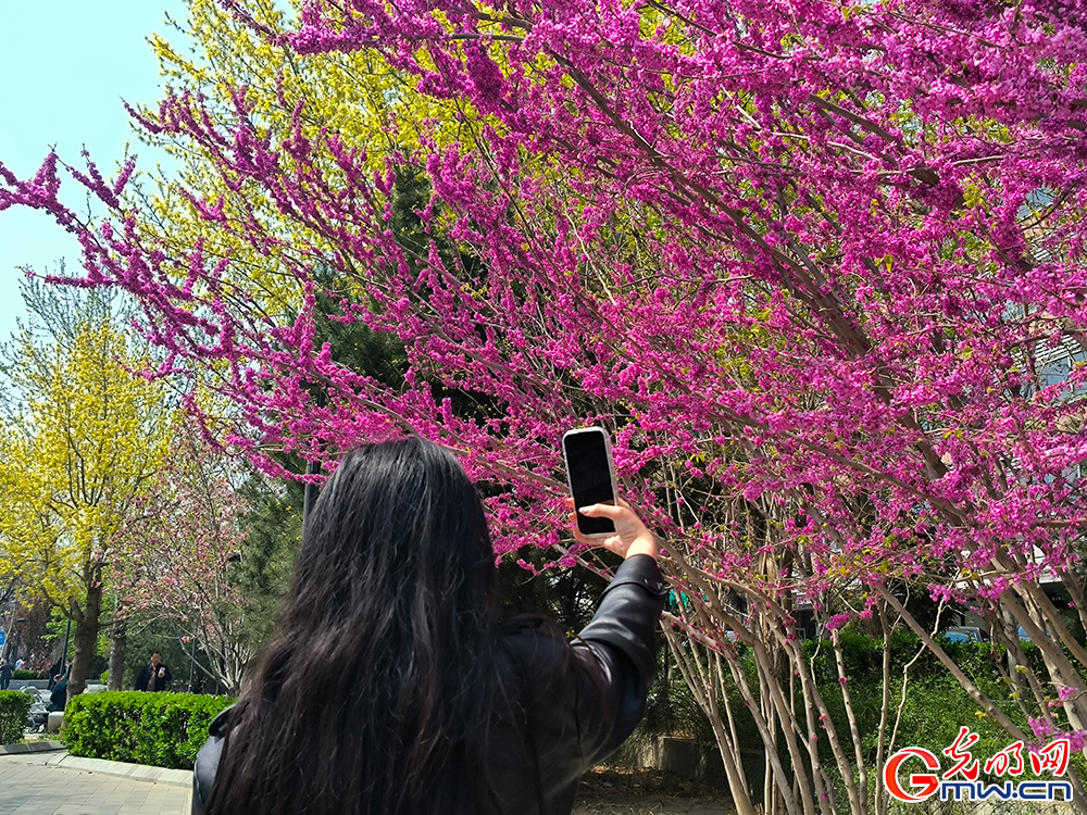 【网络中国节】清明时节 踏青赏花正当时
