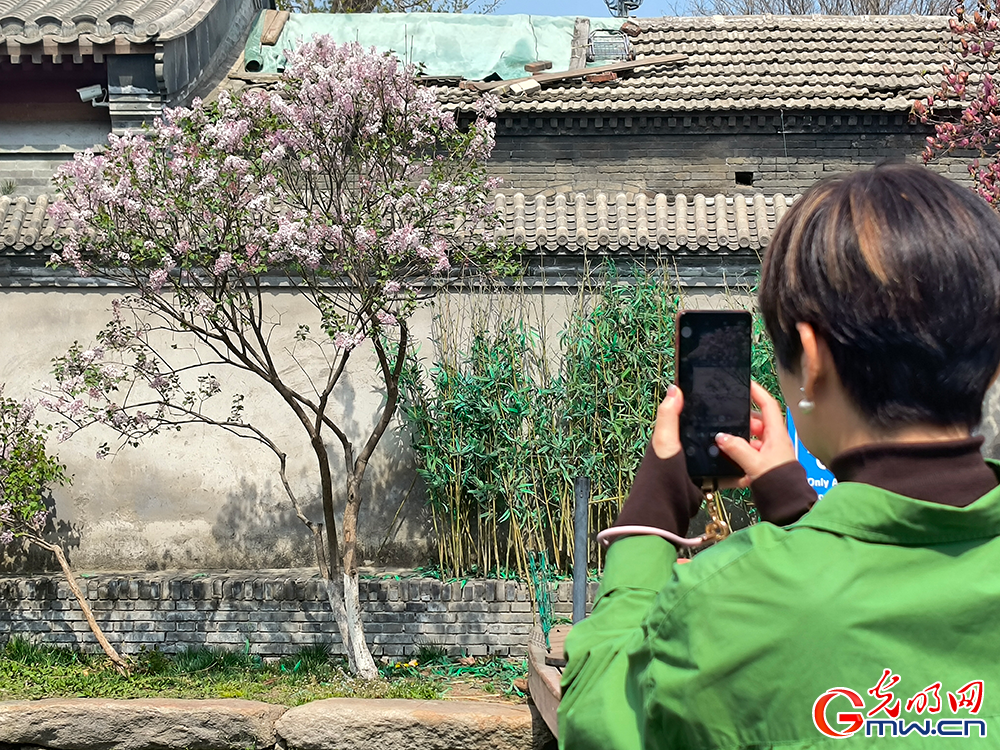 【网络中国节】清明时节 踏青赏花正当时
