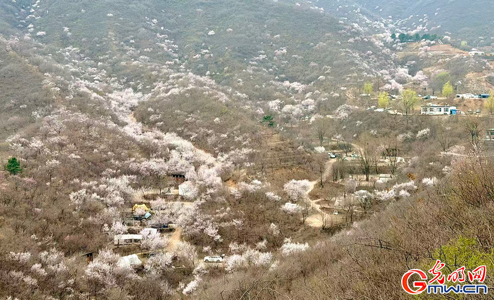 【网络中国节】清明时节 踏青赏花正当时