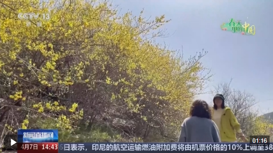 春天里的中国丨踏青赏花正当时 这些浪漫花海等你打卡