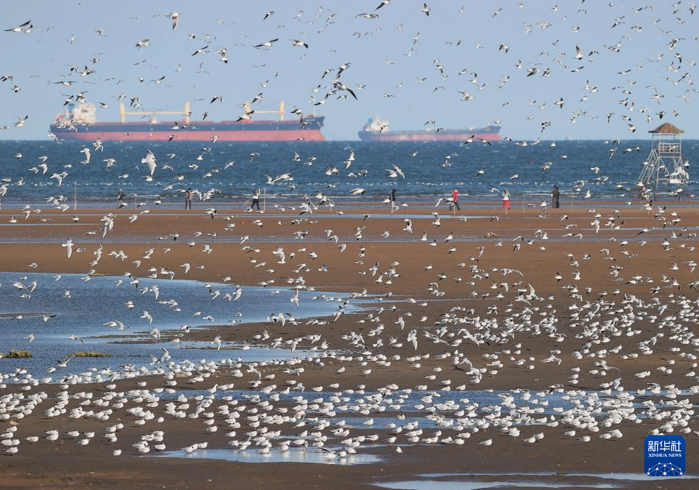 河北秦皇岛:海鸥舞翩跹