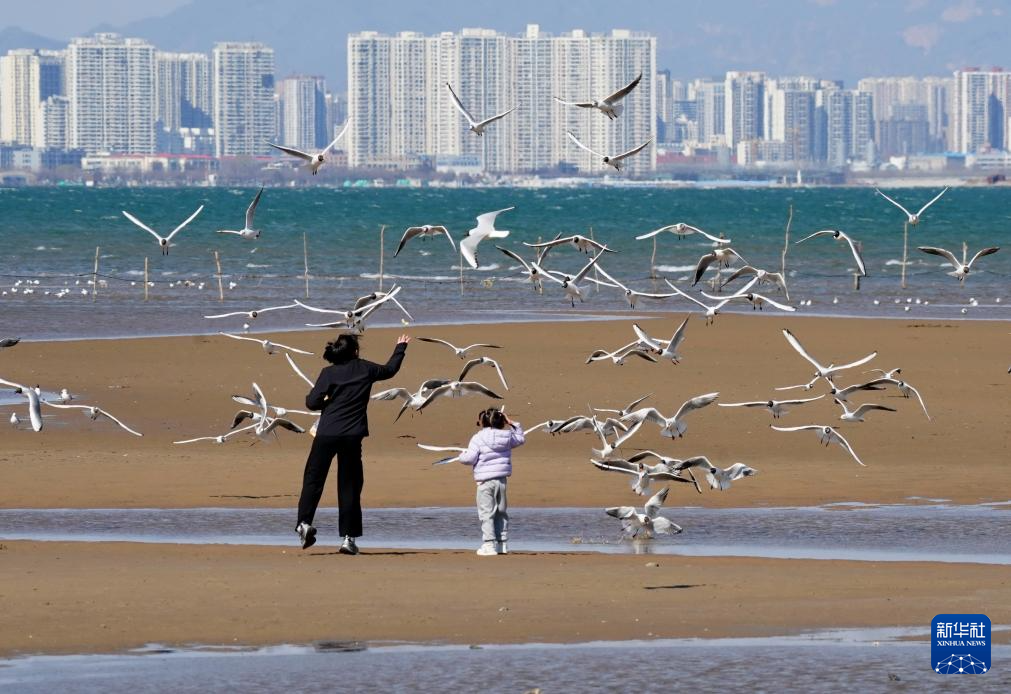 河北秦皇岛:海鸥舞翩跹