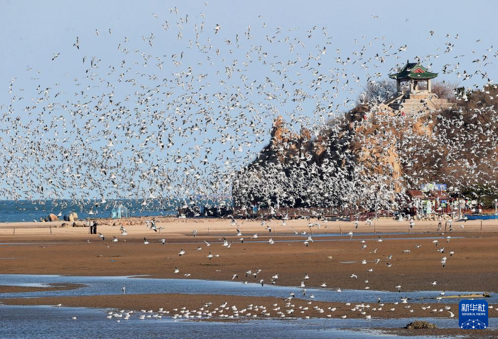河北秦皇岛:海鸥舞翩跹