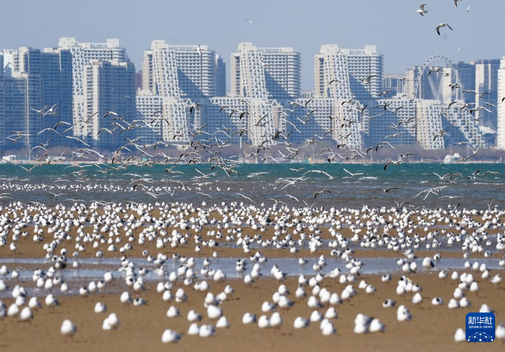 河北秦皇岛:海鸥舞翩跹