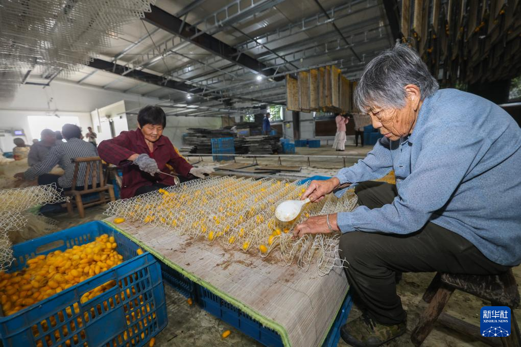 蚕桑之乡迎来黄金茧丰收季
