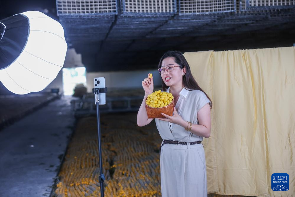 蚕桑之乡迎来黄金茧丰收季