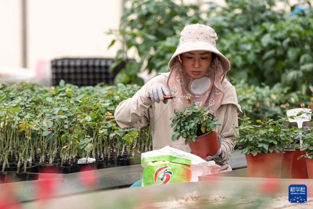 花开玉溪 产业向新