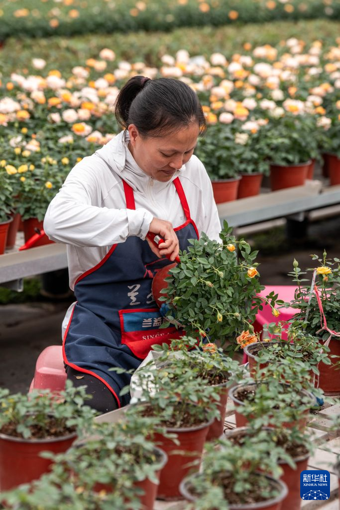 花开玉溪 产业向新