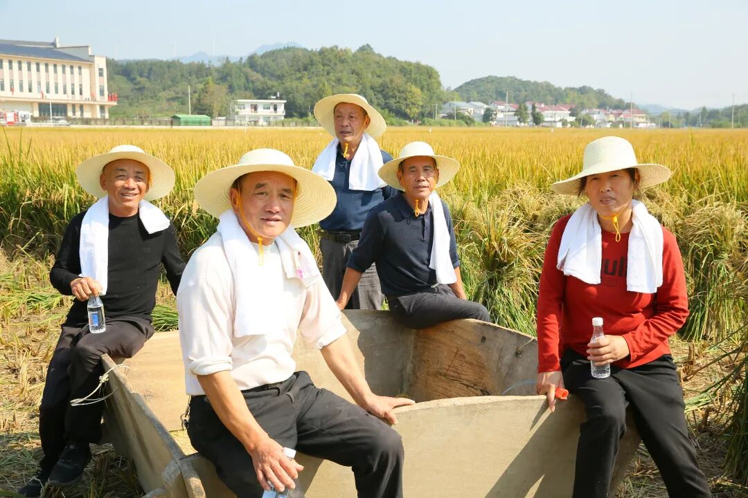 安徽石台丰收节:农耕文化在稻浪间“活”起来 安徽石台丰收节:农耕文化在稻浪间“活”起来