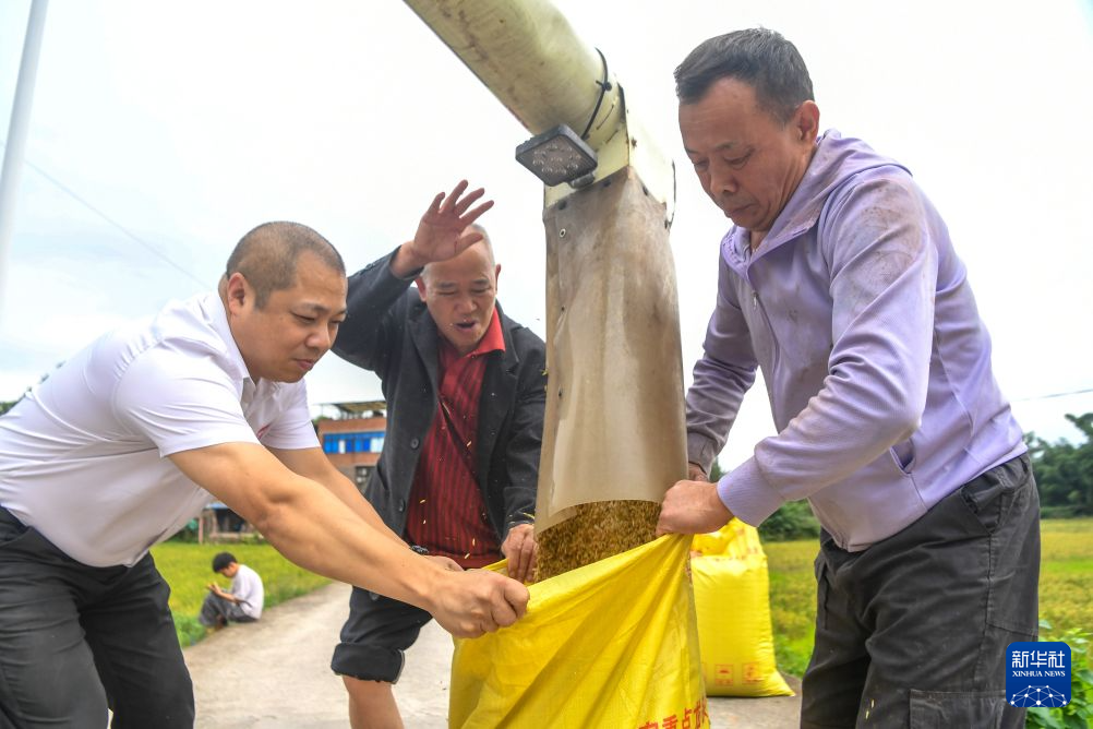 重庆荣昌:3.6万亩再生稻迎丰收