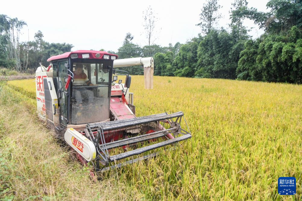 重庆荣昌:3.6万亩再生稻迎丰收